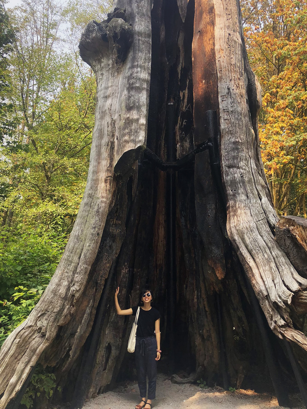 Jiajia standing in front of a very large tree in Stanley Park, Vancouver.